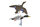 Zestaw bałwanek latający Mallard 2 krzyżówka - kaczka dzika i kaczor